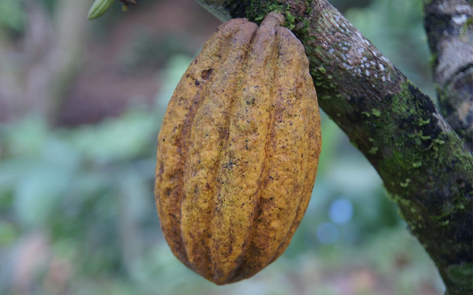 BerlinerKaffeeroesterei_Kakaobohne