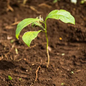 One Tree Planted064-q