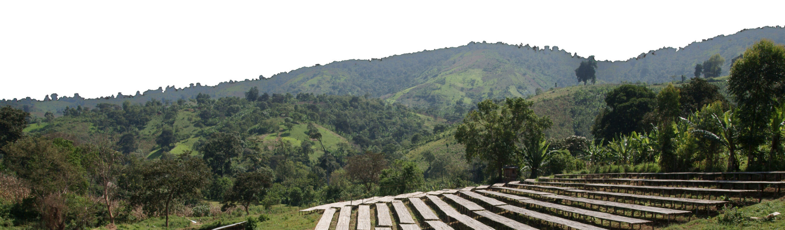 coffee-farm