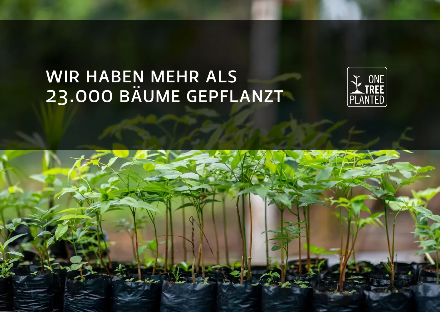 One tree planted